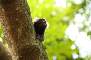 cascada de micos flora y fauna